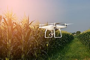 unmanned drone flying in a corn field which requires drone insurance before the land owners can permit 